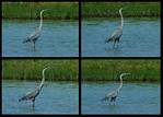 (07) blue heron montage.jpg    (1000x720)    336 KB                              click to see enlarged picture